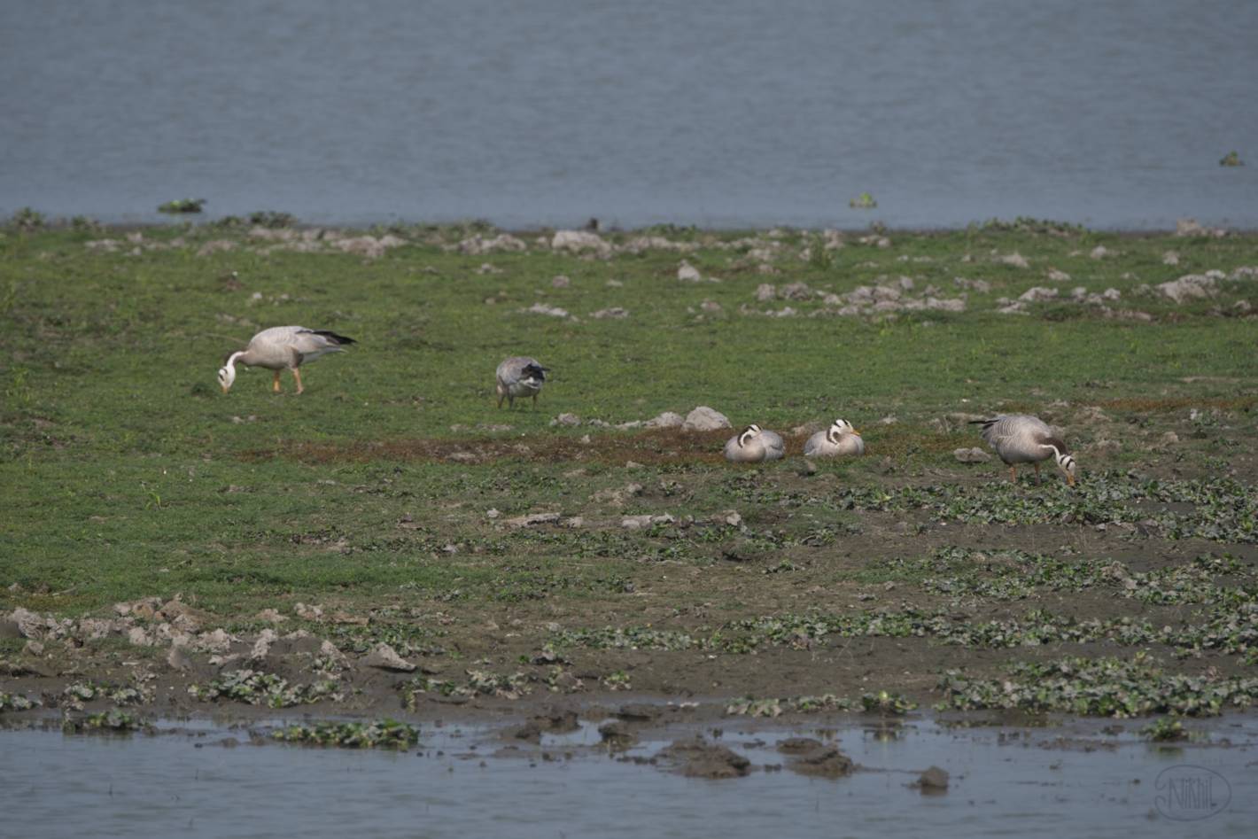 Bar-headed Geese