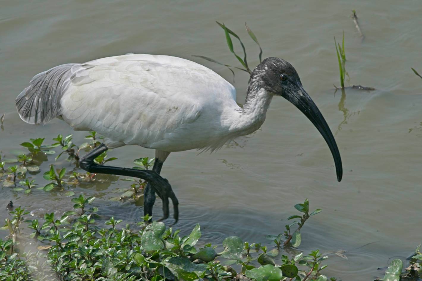 Black-headed Ibis feeding in a puddle.