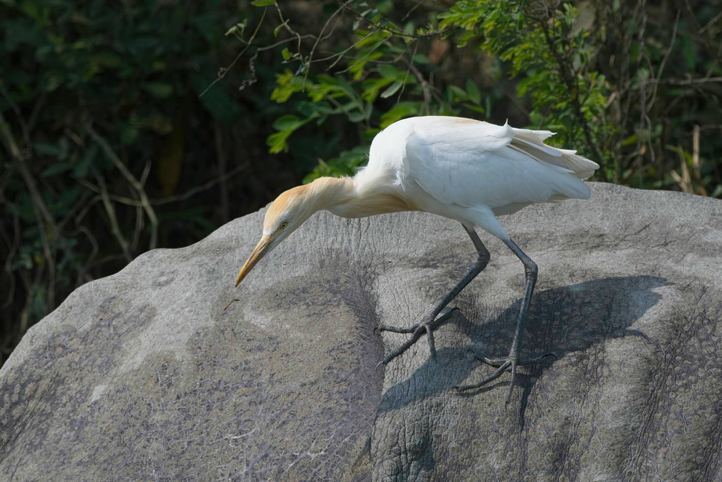 Cattle Egret on the back of a rhino