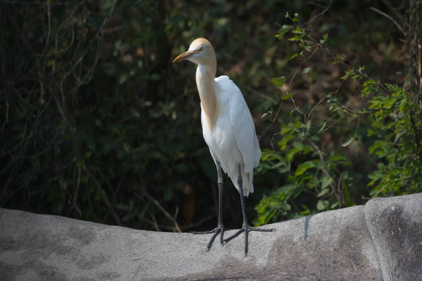 Cattle Egret on the back of an Indian rhino.