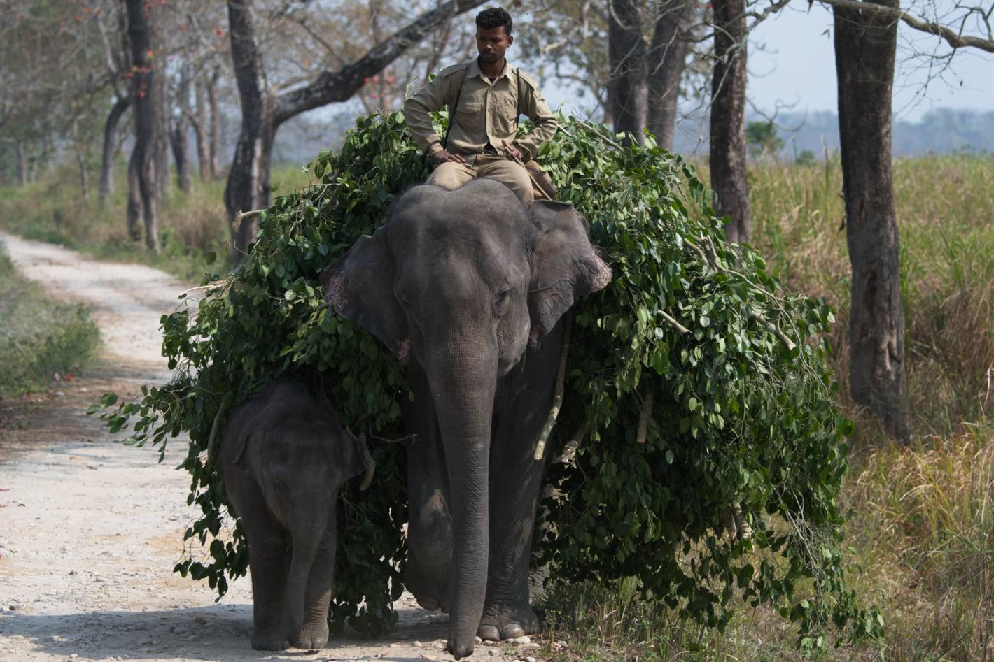 Domesticated Elephant carrying a load of leaves with its baby.