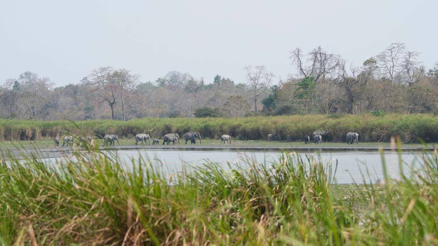 Herd of elephants including young ones and adults walk near a waterbody.