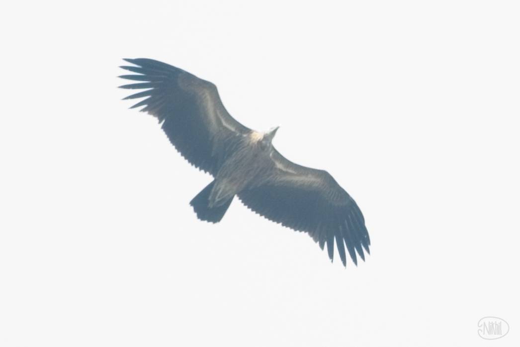 Himalayan Griffon Vulture overhead in flight.