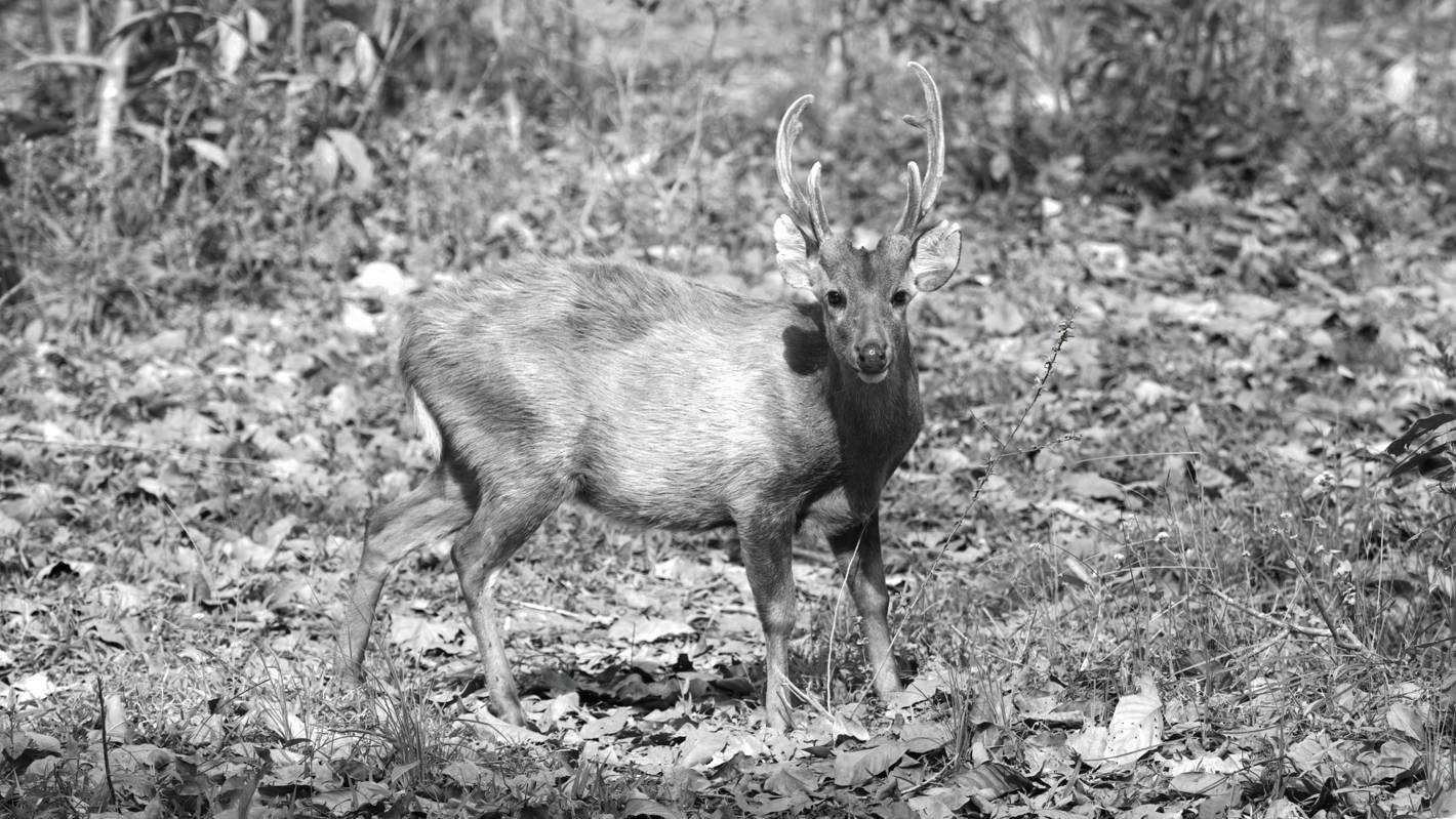 Indian hog deer (Axis porcinus) in black and white.