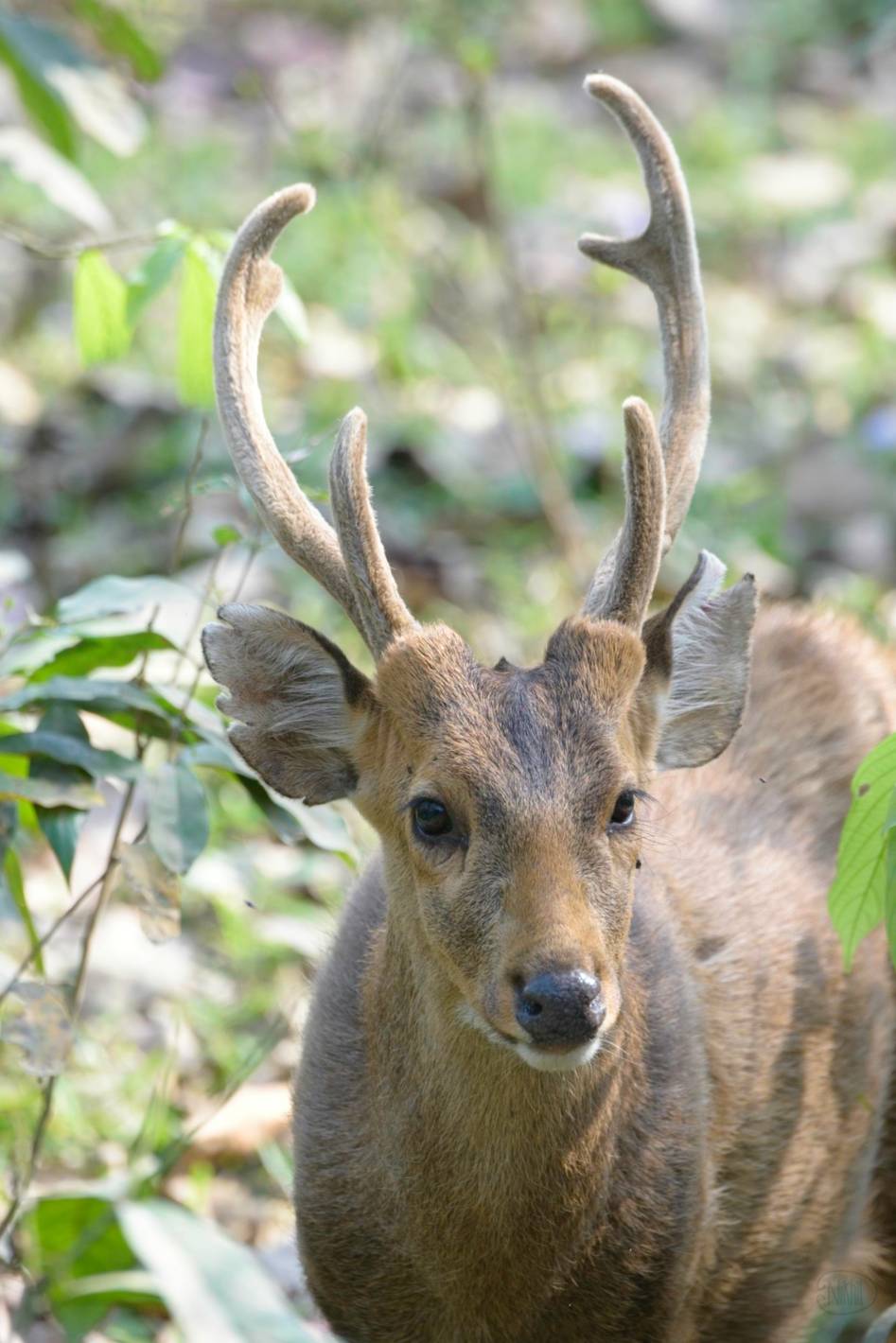 Indian hog deer (Axis porcinus) close up.