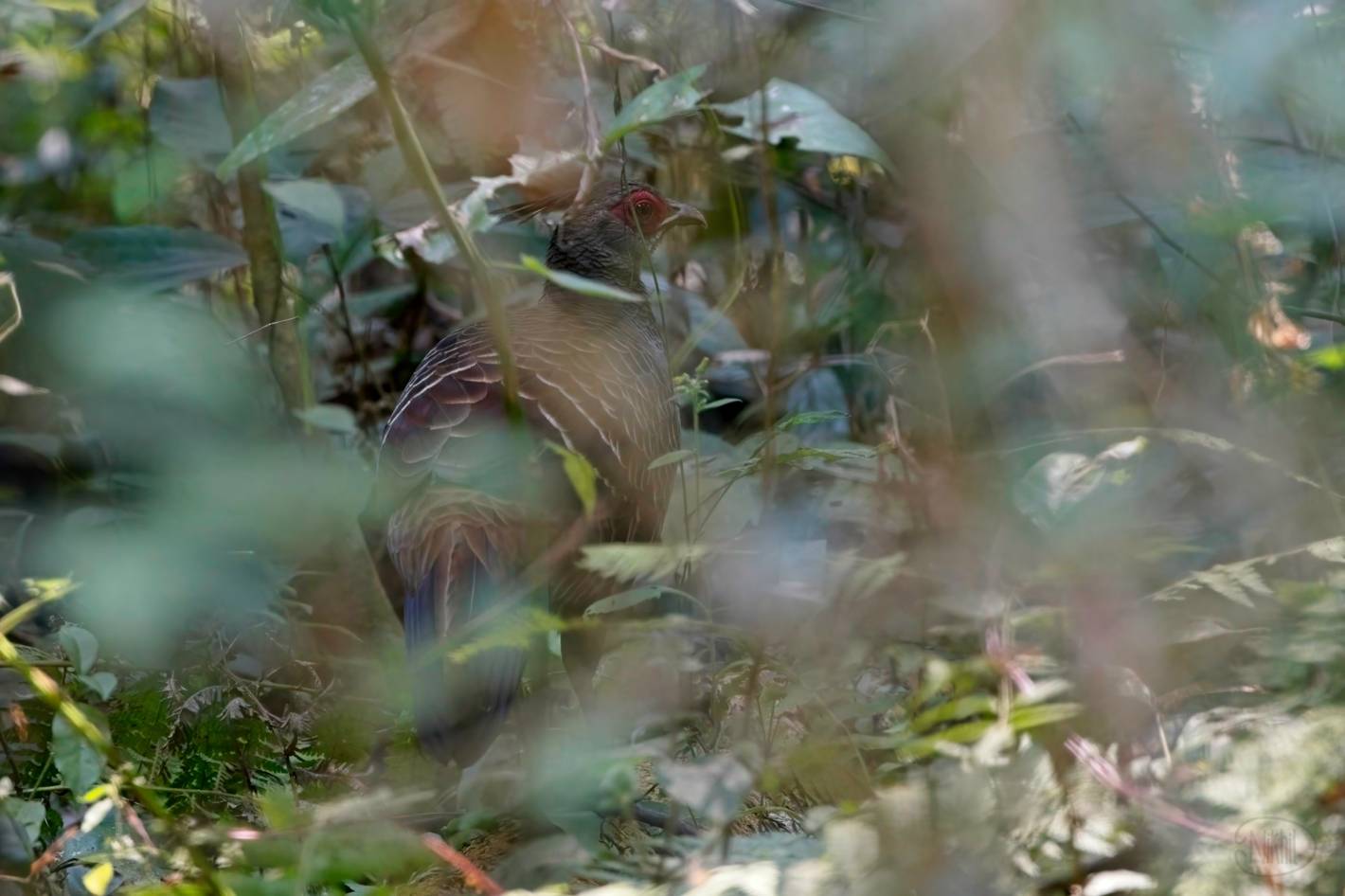 A female Kalij Pheasant in deep shadows obscured by vegetation.