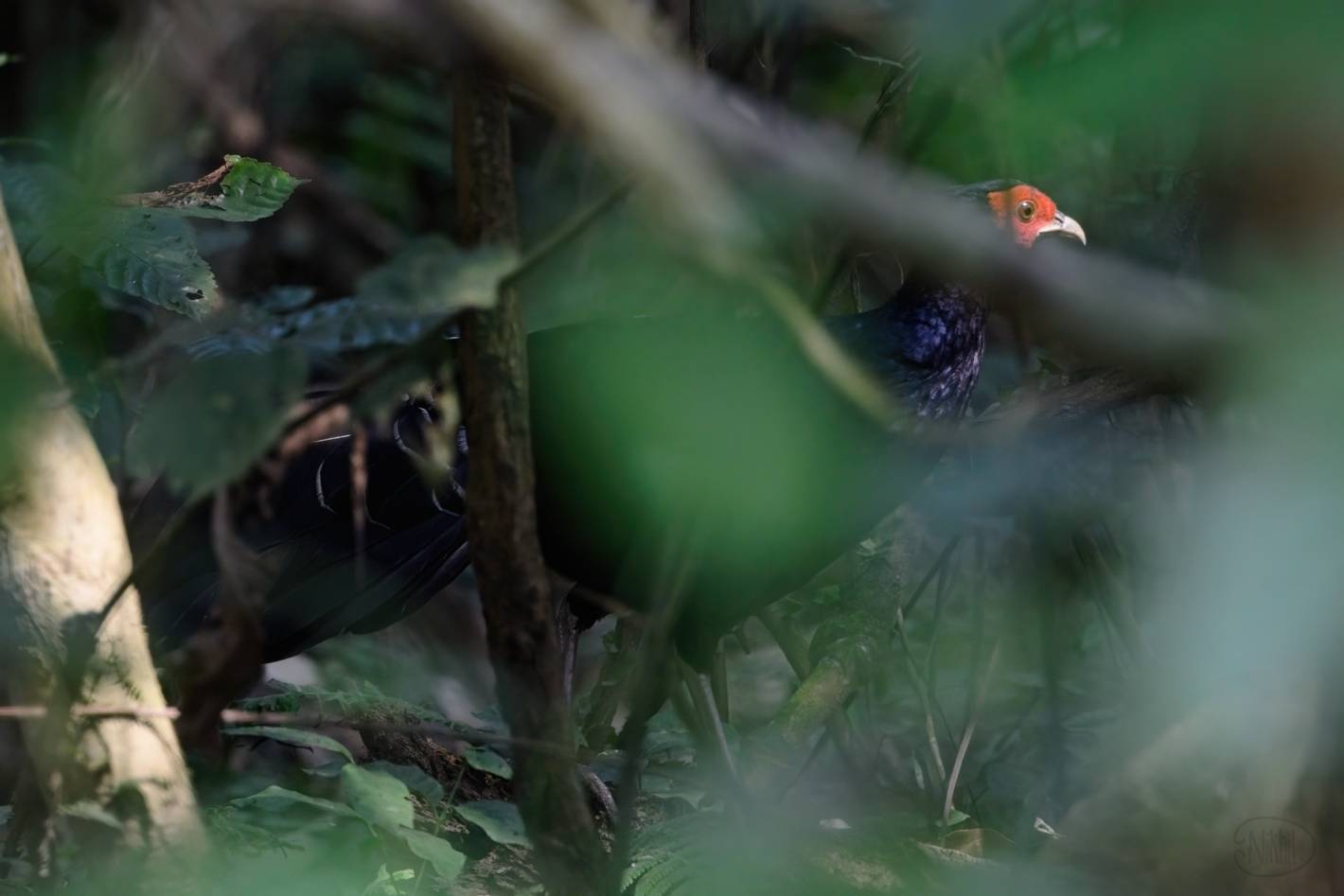 A male Kalij Pheasant in deep shadows obscured by vegetation.