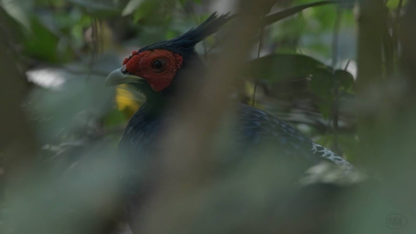Close up of male Kalij Pheasant in deep shadows obscured by vegetation.