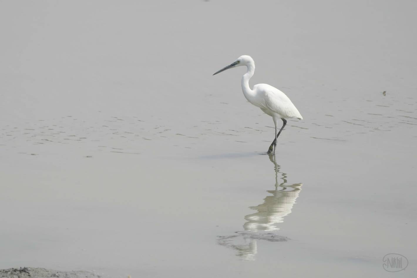 Little Egret with reflection in water.
