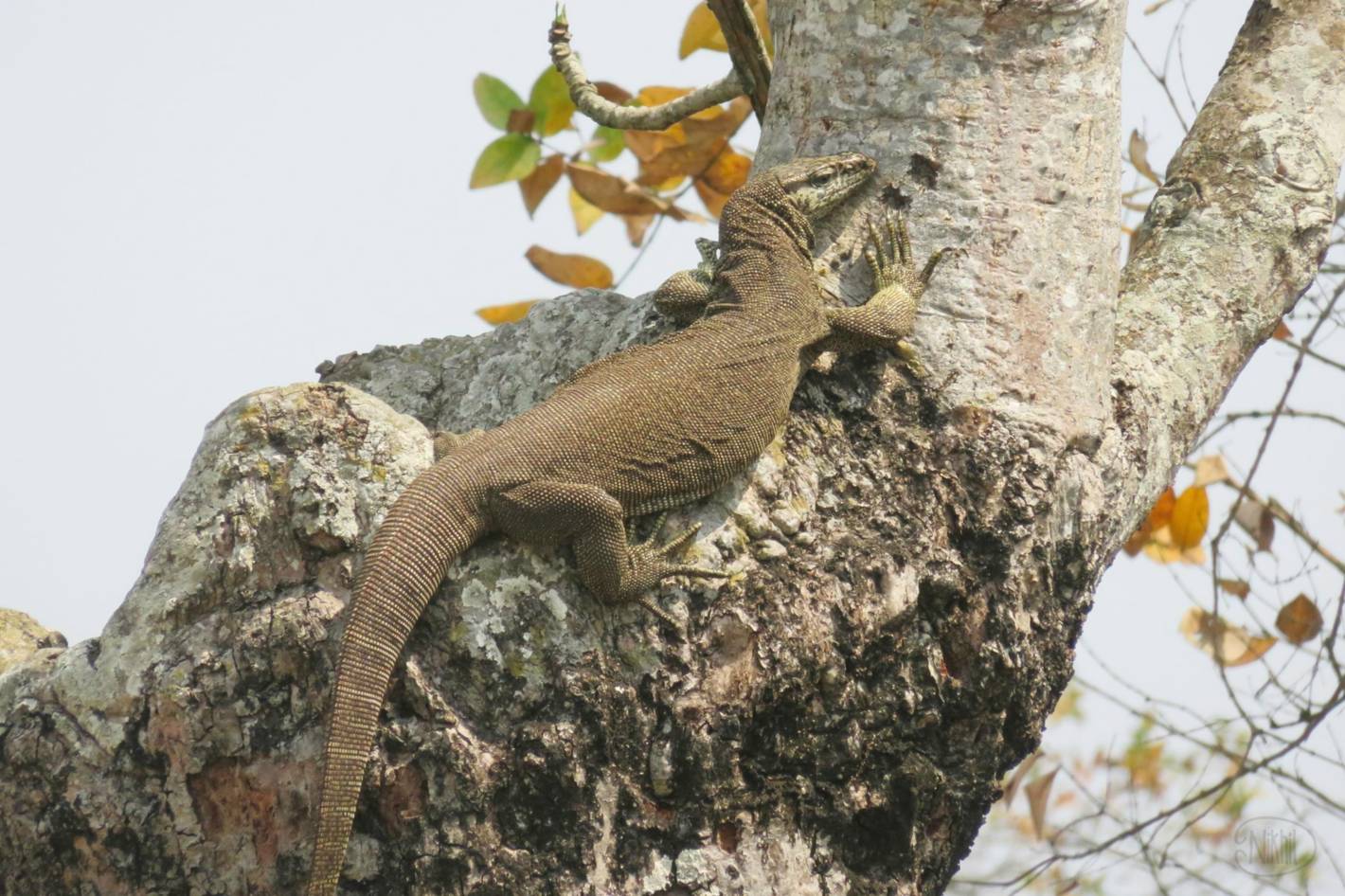 Indian Monitor Lizard on a tree, photo by Mummy.