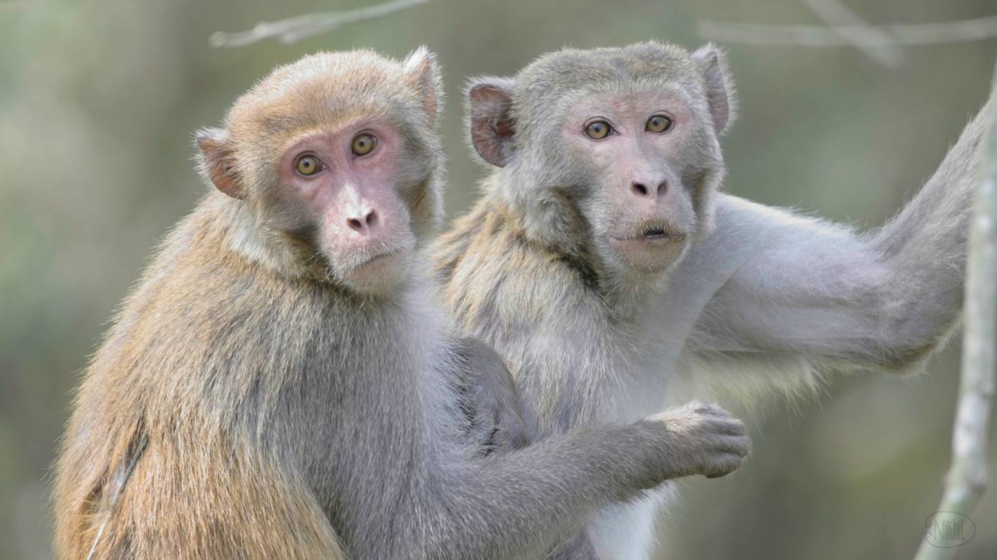 Surprised monkeys.