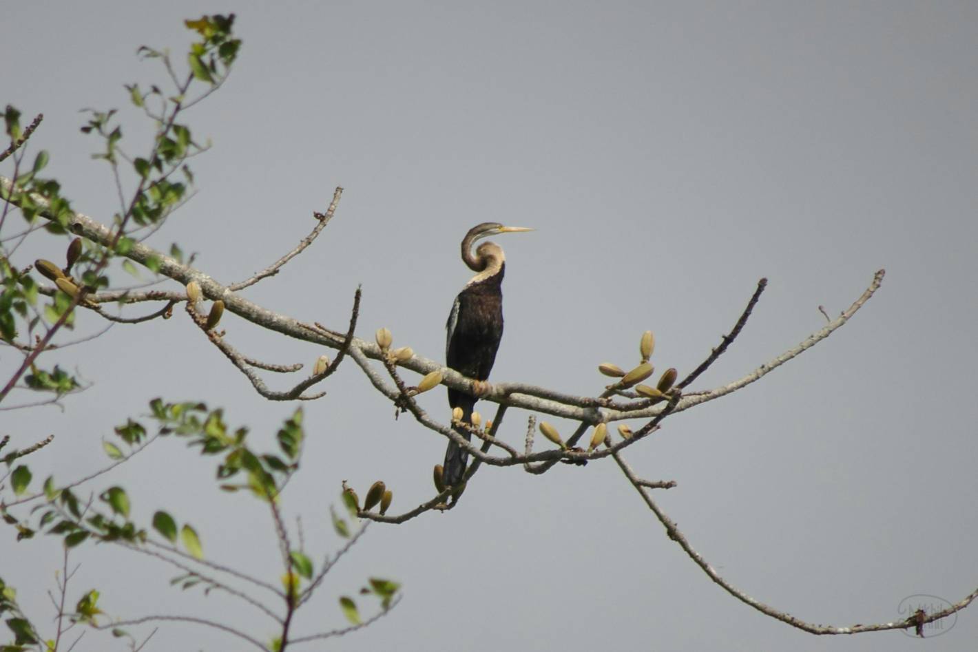 Oriental Darter bird on a branch. Photo taken by Baba.