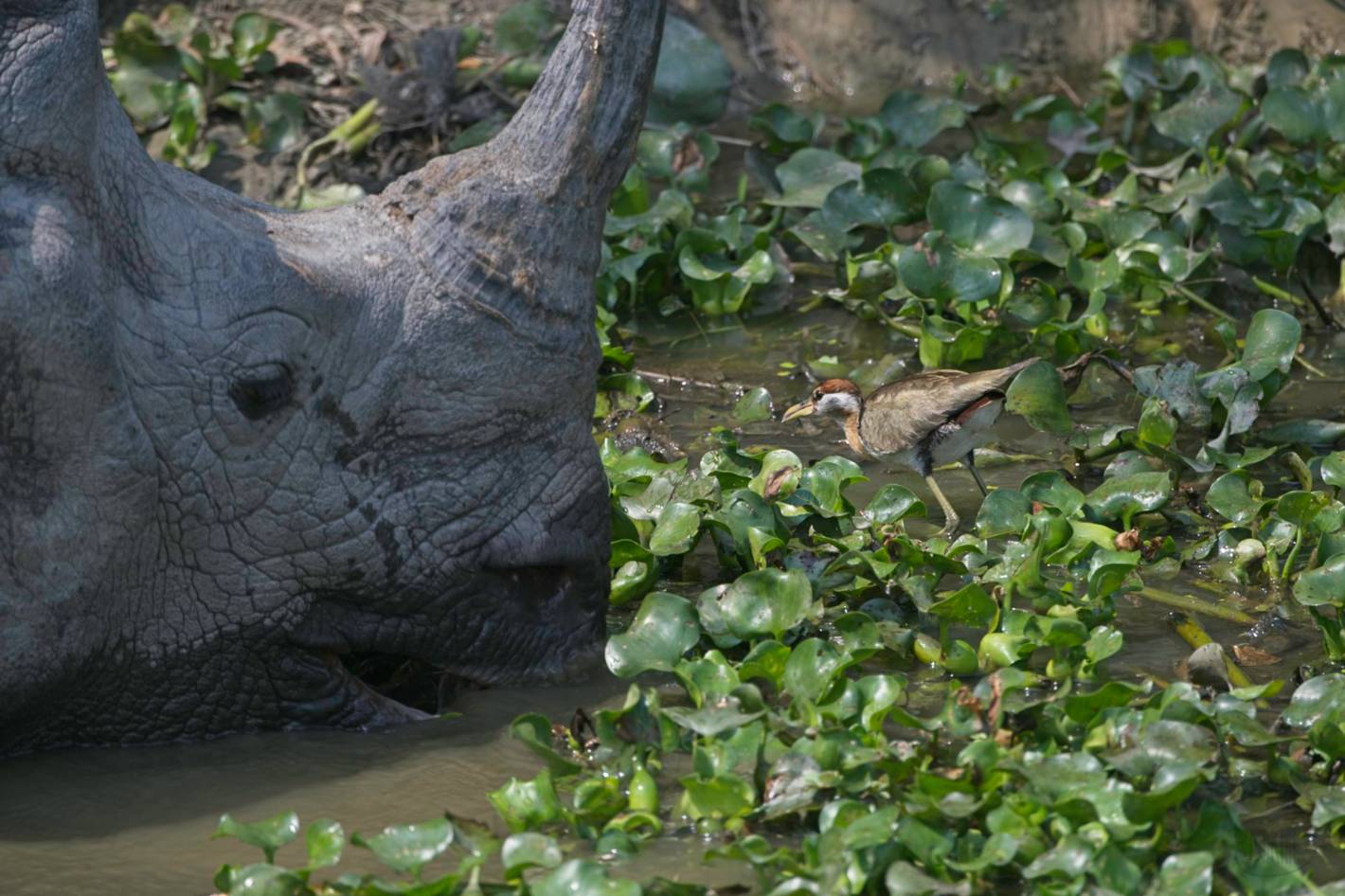 Indian Rhinoceros feeding in a puddle.