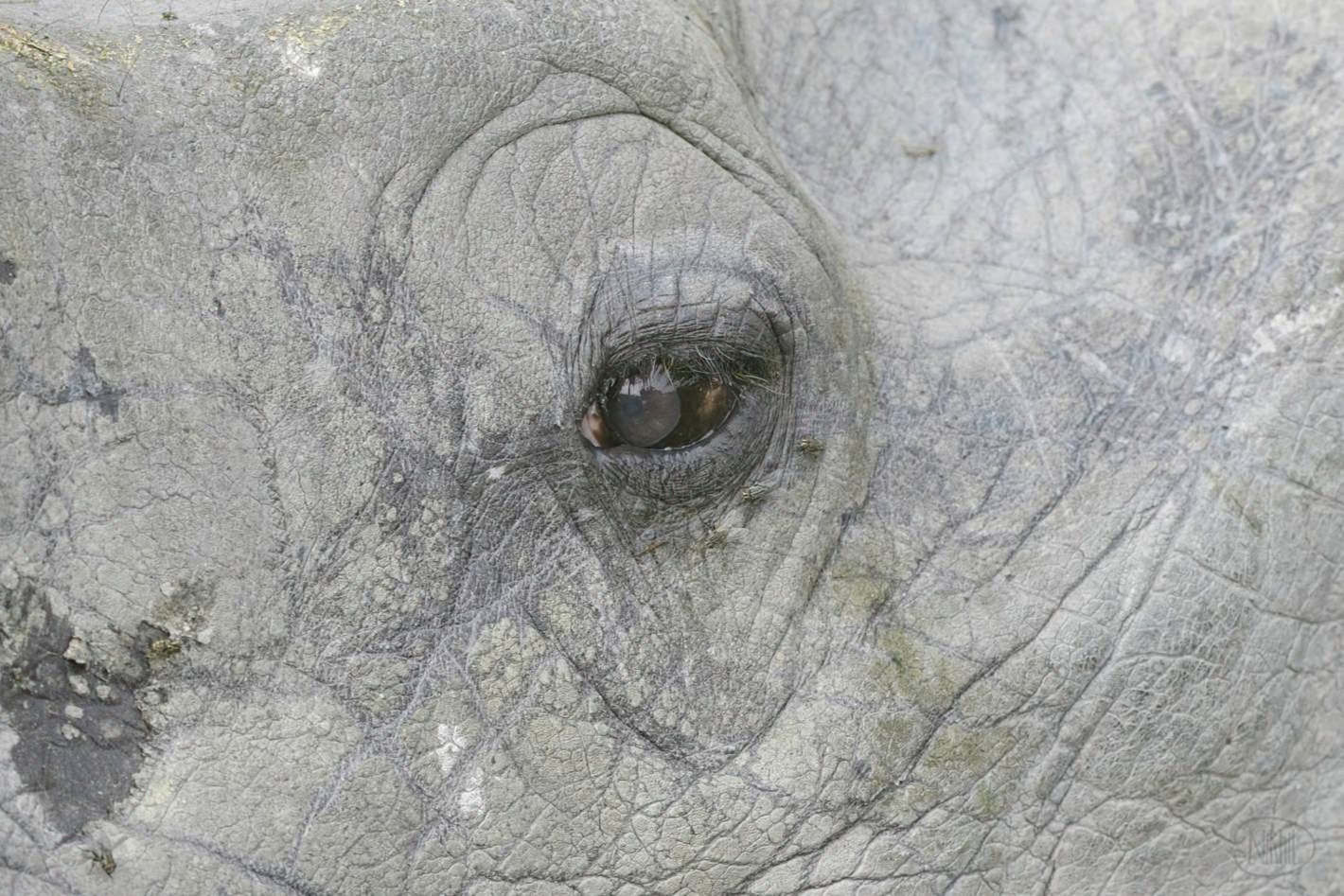 Close up of eye and face of Indian Rhinoceros.