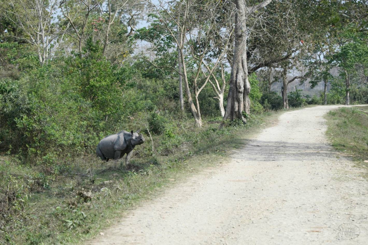 Indian Rhinoceros wanting to crossing the road.