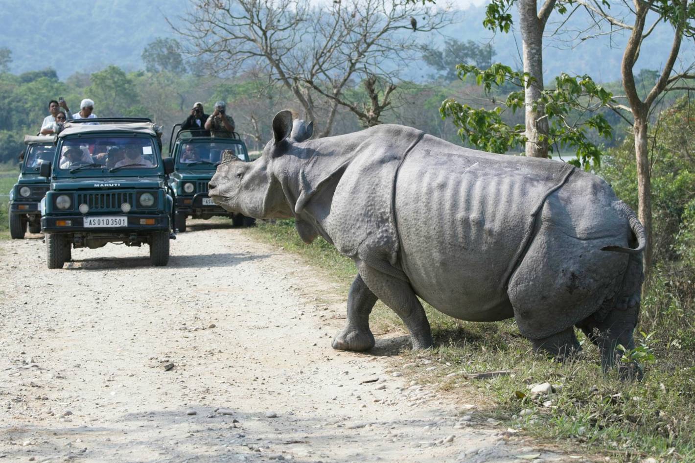 Indian Rhinoceros crossing the road.