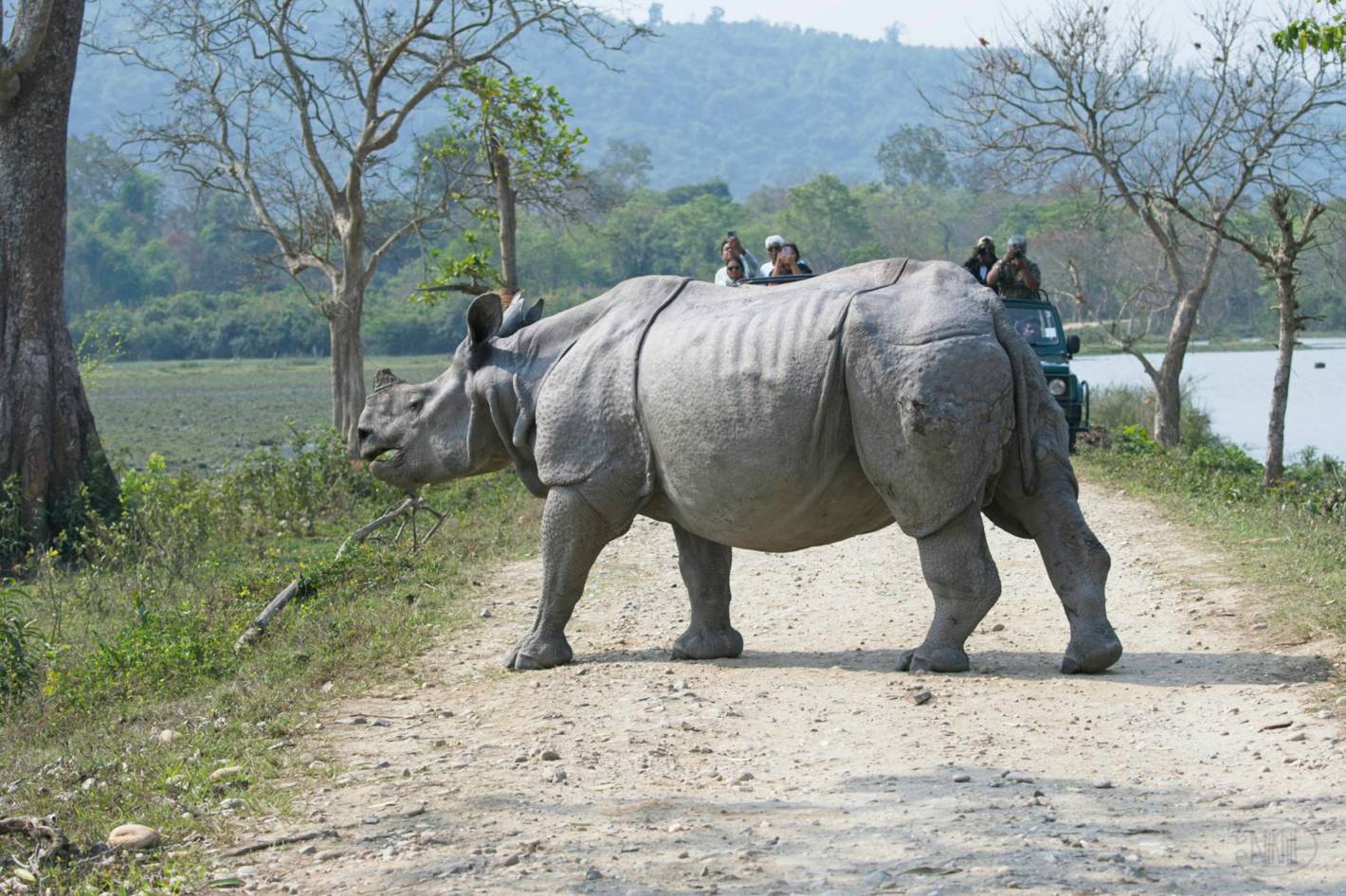 Indian Rhinoceros crossing the road.