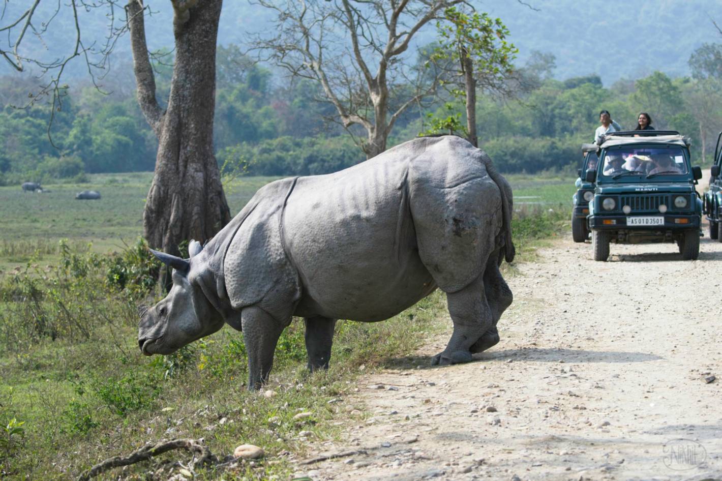 Indian Rhinoceros crossing the road.