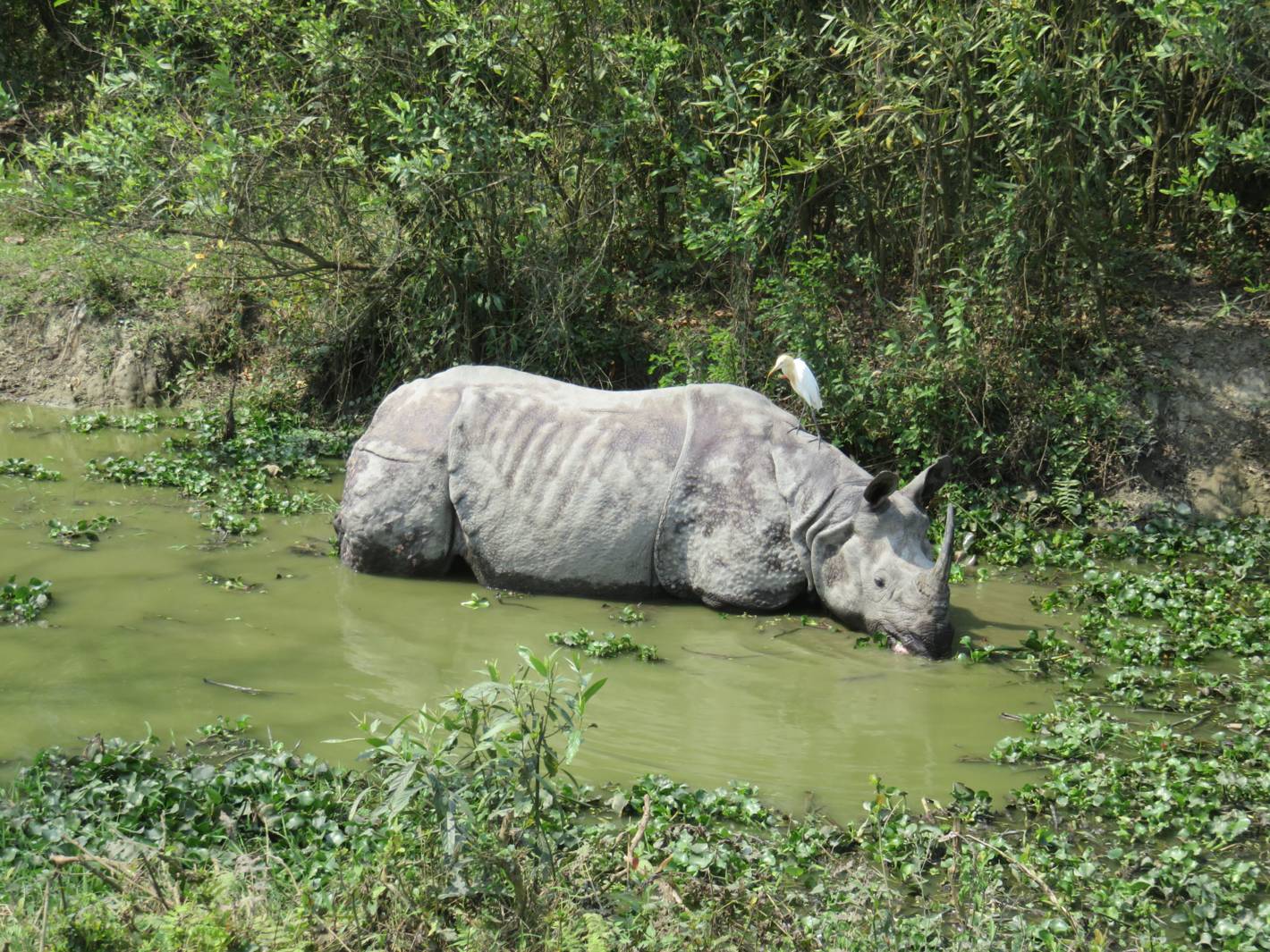 Indian Rhinoceros feeding in a water puddle, photo by Mummy.