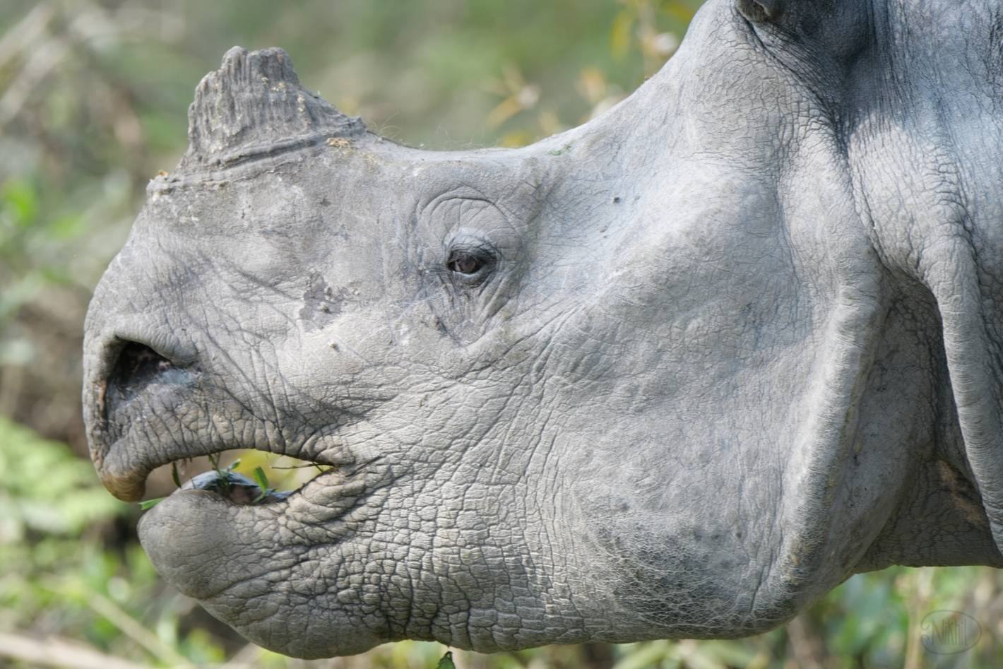 Indian Rhinoceros portrait of head.