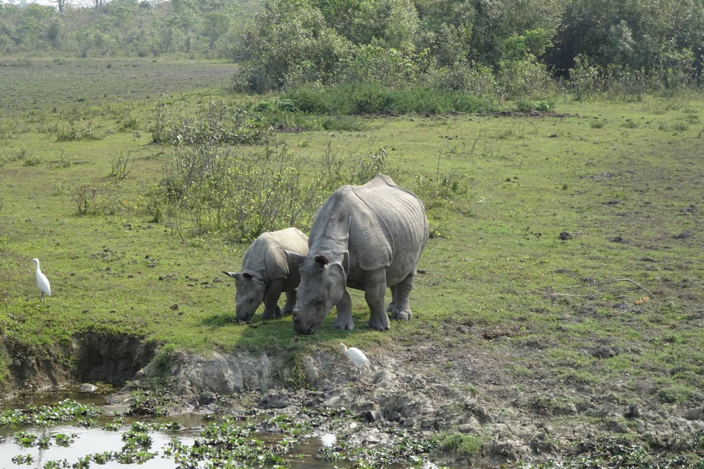 Rhino grazing with calf, photo by Baba.