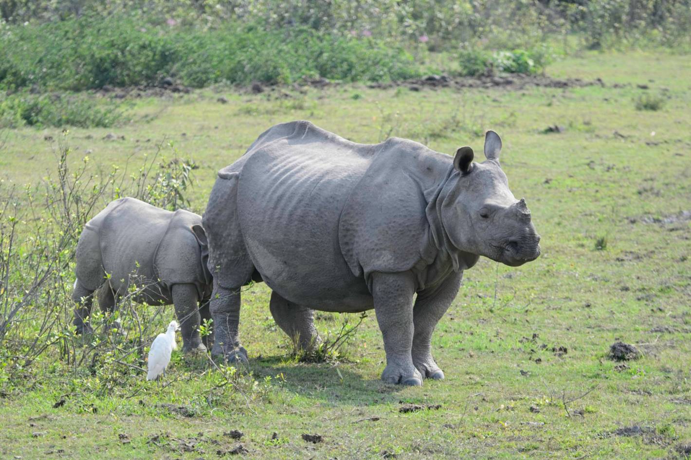 No it's not, there is a calf behind the rhino.