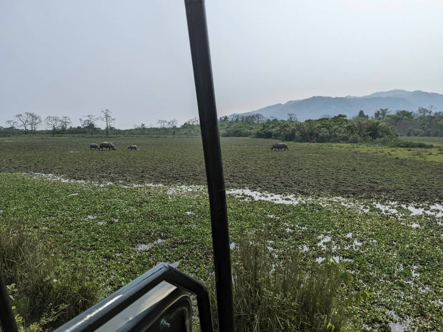 Watching rhinos in Kaziranga National Park (Western Range)