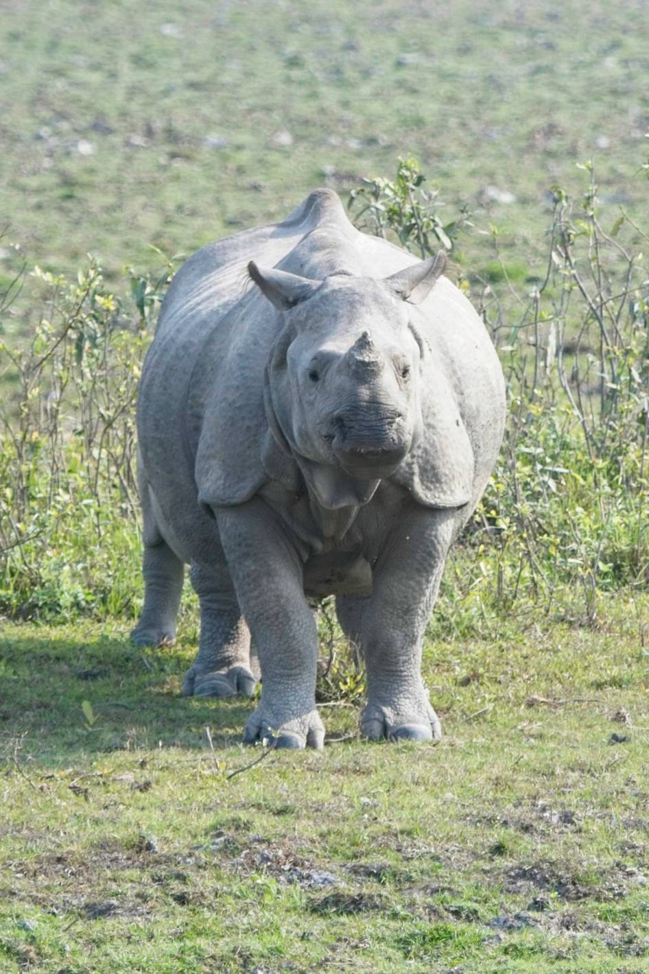 A rhino with six legs.