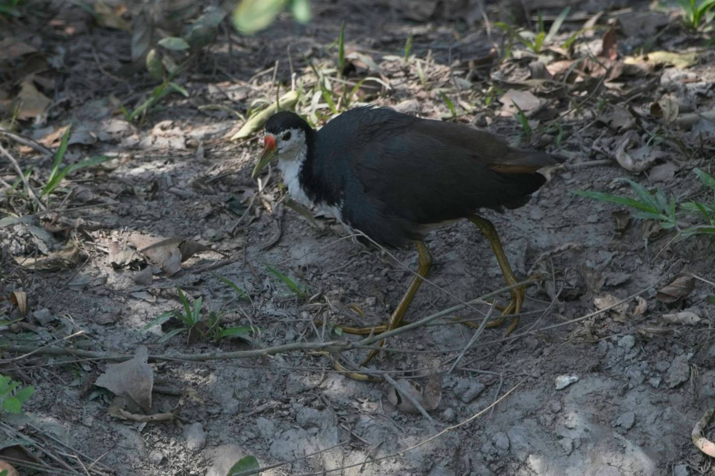 White-breasted Waterhen near water.